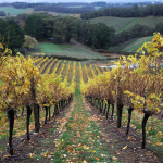 Adelaide Hills vineyard