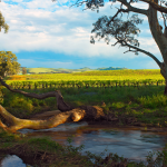 Jacob's Creek Winery in the Barossa Valley